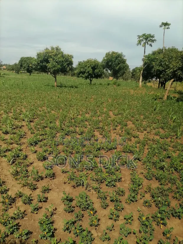 Plot for Sale in Bugiri Town, East Division - 1