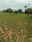 Plot for Sale in Bugiri Town, East Division - 1