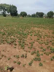 Plot for Sale in Bugiri Town, East Division - 2