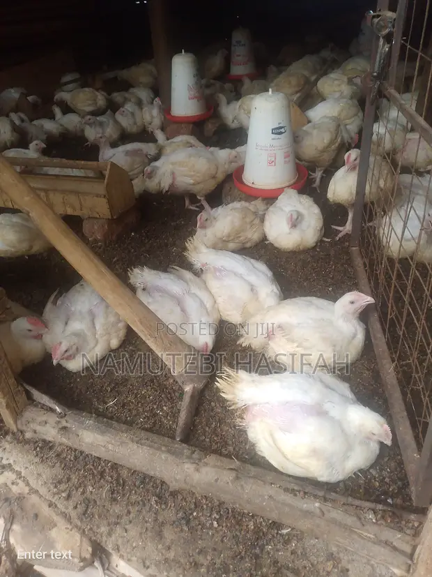 Terminal Chicken Farming - 1