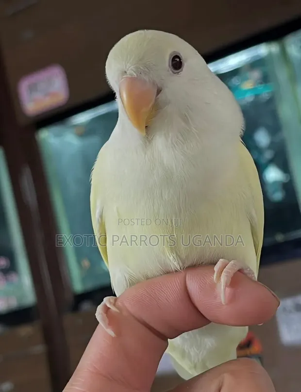 Young Male Parrot - Trained and Friendly - 1