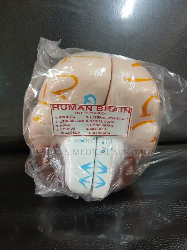 Human Brain Model with 8 Key Cards - 1