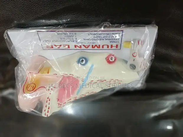 Human Ear Model with 8 Key Cards - 1
