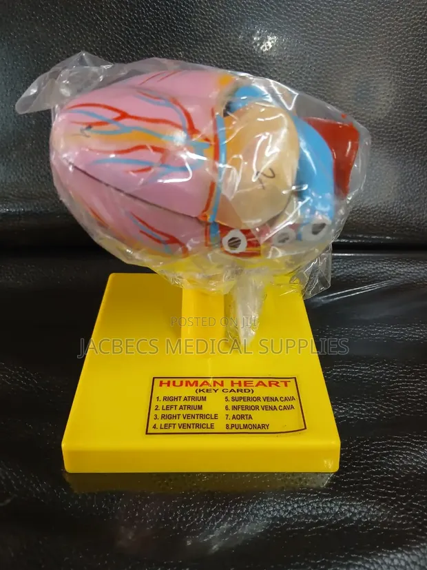 Human Heart Model with 8 Key Cards - 1