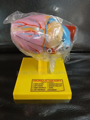 Human Heart Model with 8 Key Cards