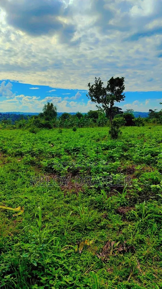 Land for Sale in Katikamu - 1