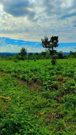 Land for Sale in Katikamu - 1