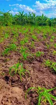 Land for Sale in Katikamu - 2
