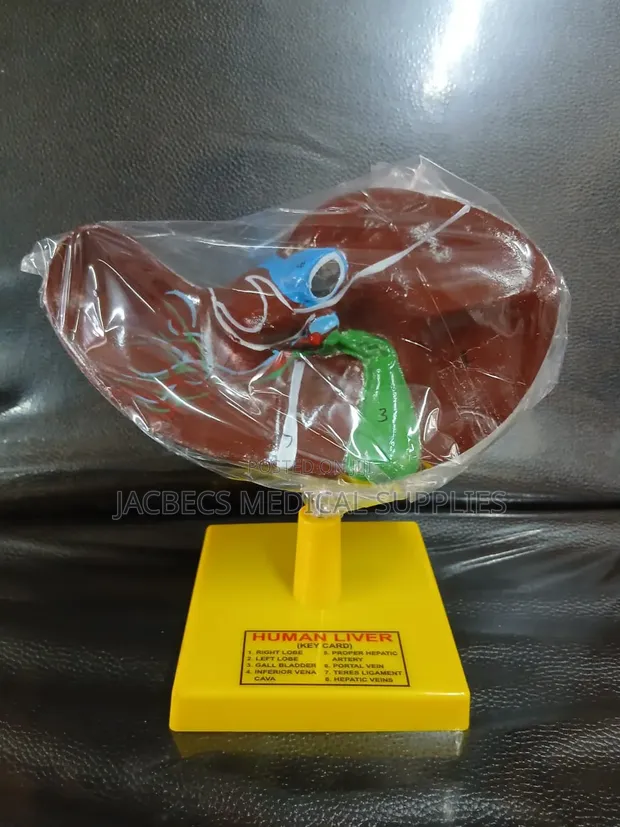 Brand New Human Liver Model with 8 Key Cards - 1