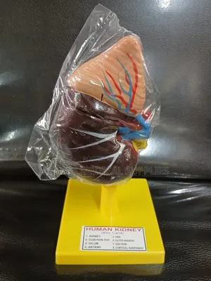 Human Kidney Model with 8 Key Cards