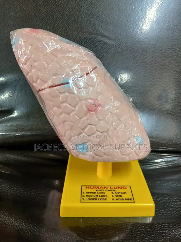 Human Lung Model with Key Card - 1