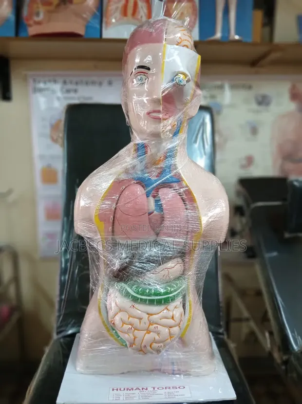 Human Torso Anatomical Model - 1