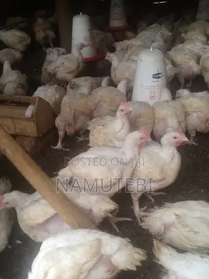 Broiler Chickens - Good Quality