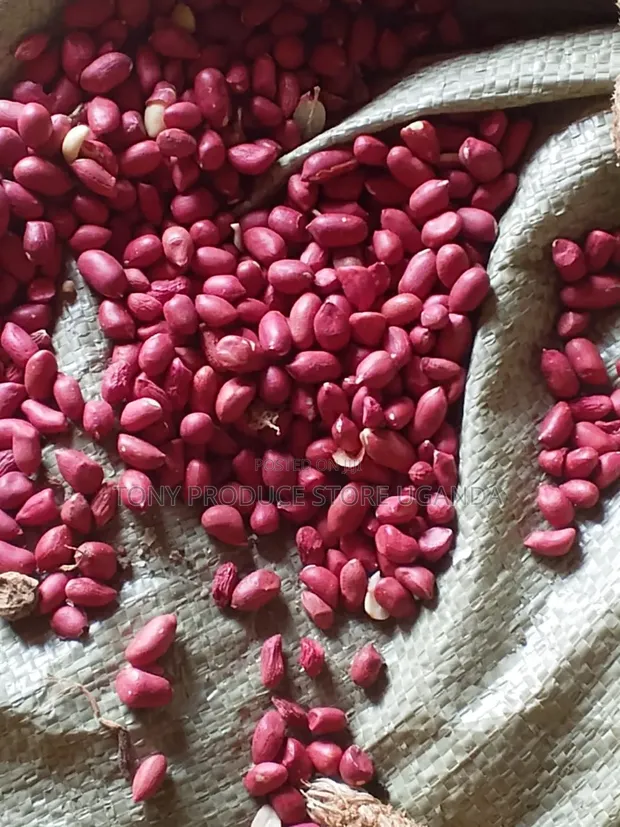 Ground Nuts for Wholesale - 1