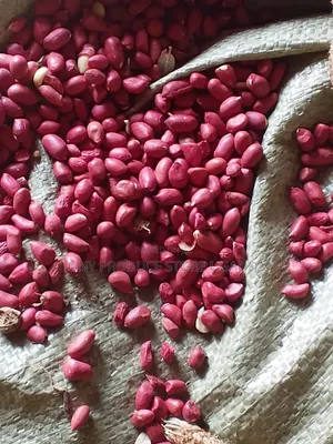 Ground Nuts for Wholesale