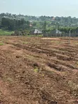 50x100ft Plot for Sale in Gayaza Busukuma - UGX 43M - 4