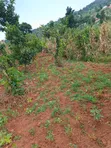 2.8 Acres Mailo Land in Nkokonjeru Town Council - 3