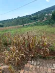 2.8 Acres Mailo Land in Nkokonjeru Town Council - 4