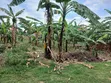 23 Decimals Land for Sale, Masoli Gayaza Road - 5