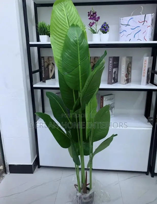 Indoor Green Banana Plant - 1