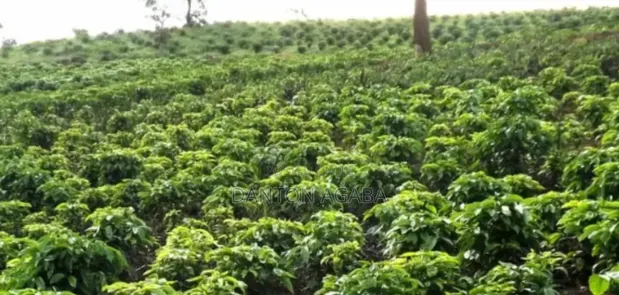 4 Hectares Land with 4-Bedroom House in Kamwenge - 1
