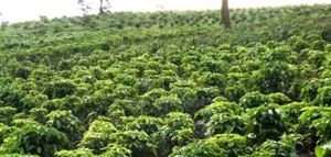 4 Hectares Land with 4-Bedroom House in Kamwenge
