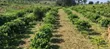 4 Hectares Land with 4-Bedroom House in Kamwenge - 2