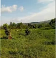 4 Hectares Land with 4-Bedroom House in Kamwenge - 3