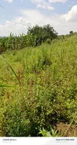 1.5 Acres Titled Land for Sale in Booma, Fort Portal City - 4