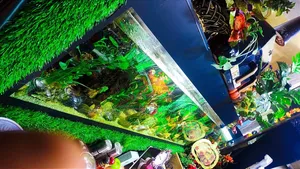 Home Aquarium - Kampala