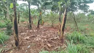 Plot for Sale in Namulesa, Jinja City