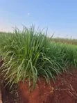 Plot for Sale in Bugembe Town Council, Jinja City - 2