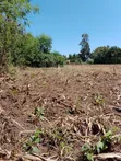2 Acres of Land for Quick Sale in Lira City - 3