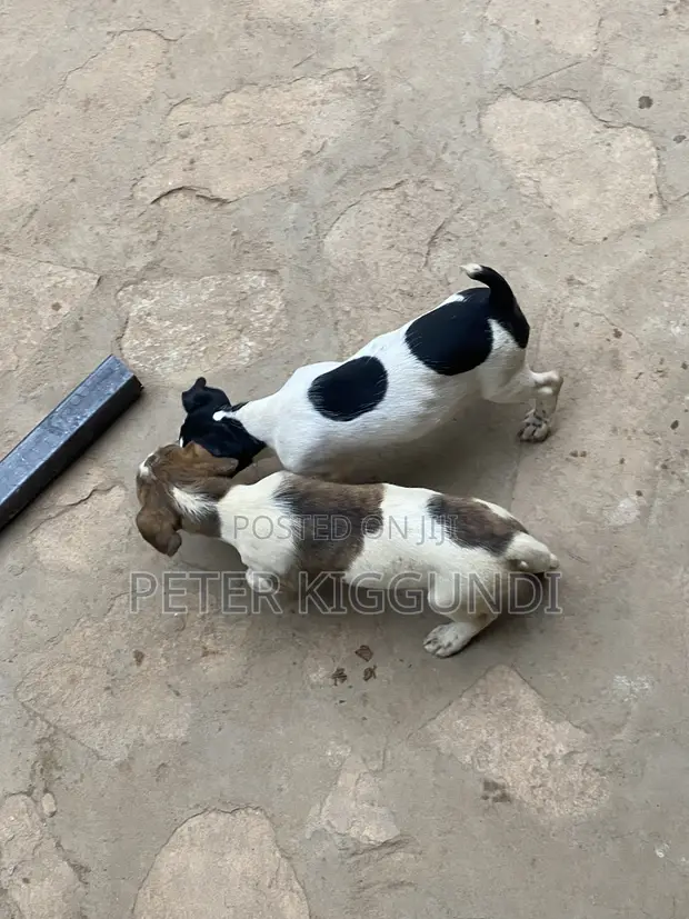 Purebred Jack Russell Terrier Puppy - 1-3 Months Male - 1