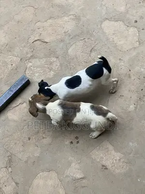 Purebred Jack Russell Terrier Puppy - 1-3 Months Male