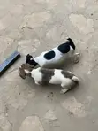 Purebred Jack Russell Terrier Puppy - 1-3 Months Male - 1