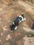 Purebred Jack Russell Terrier Puppy - 1-3 Months Male - 2