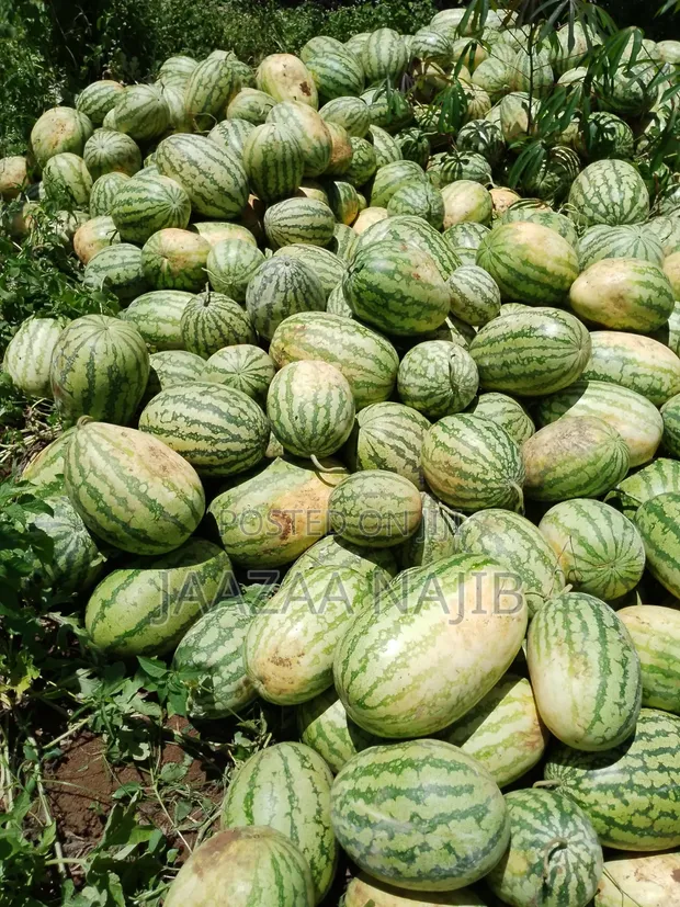 Fresh Watermelons - 1