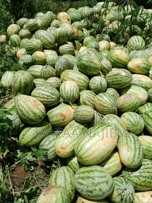 Fresh Watermelons