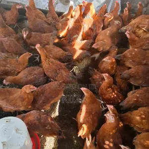 Organic Chicken Manure - 50kg Sacks