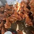 Organic Chicken Manure - 50kg Sacks - 2