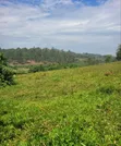 7 Sq Miles Msilo Land for Sale, Nakasongola - 1