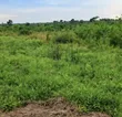 3 Acres Private Mailo Land for Sale in Busunju, Mityana - 2