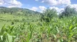 3 Acres Private Mailo Land for Sale in Busunju, Mityana - 3