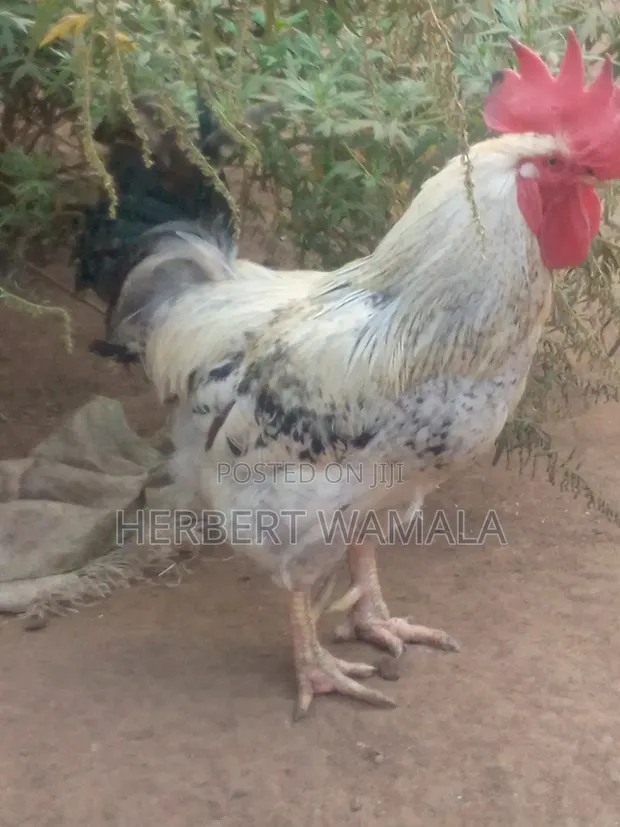 Local Cock Chicken for Sale - 1