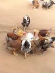 Local Cock Chicken for Sale - 2