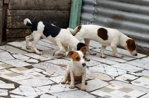 Purebred Female Jack Russell Terrier, 3-6 Months