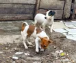 Purebred Female Jack Russell Terrier, 3-6 Months - 2