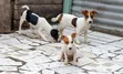 Purebred Female Jack Russell Terrier, 3-6 Months - 3