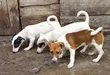Purebred Female Jack Russell Terrier, 3-6 Months - 4
